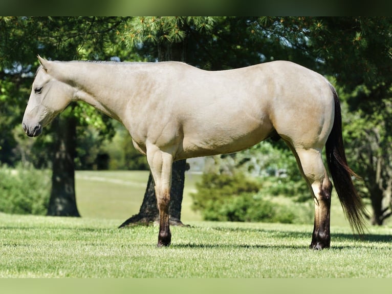 Quarter horse américain Hongre 4 Ans Buckskin in Rineyville
