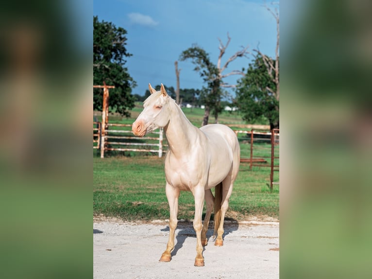 Quarter horse américain Hongre 4 Ans Cremello in Forney