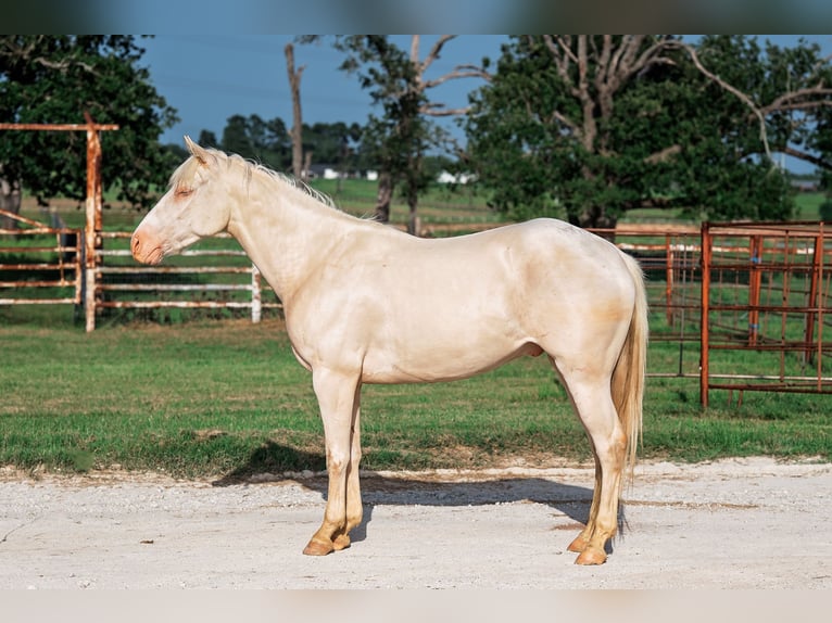 Quarter horse américain Hongre 4 Ans Cremello in Forney