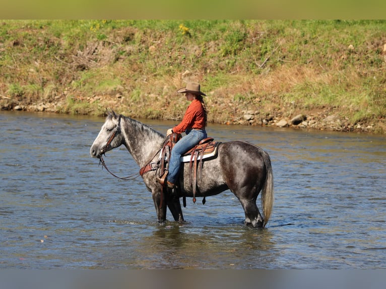 Quarter horse américain Hongre 4 Ans Gris pommelé in Clarion