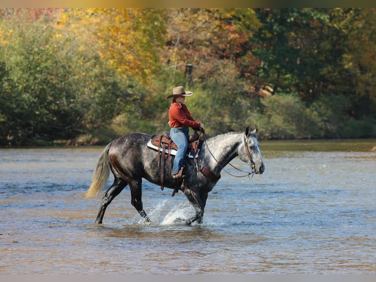 Quarter horse américain Hongre 4 Ans Gris pommelé in Clarion