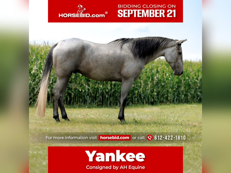 Quarter horse américain Hongre 4 Ans Gris in Avoca