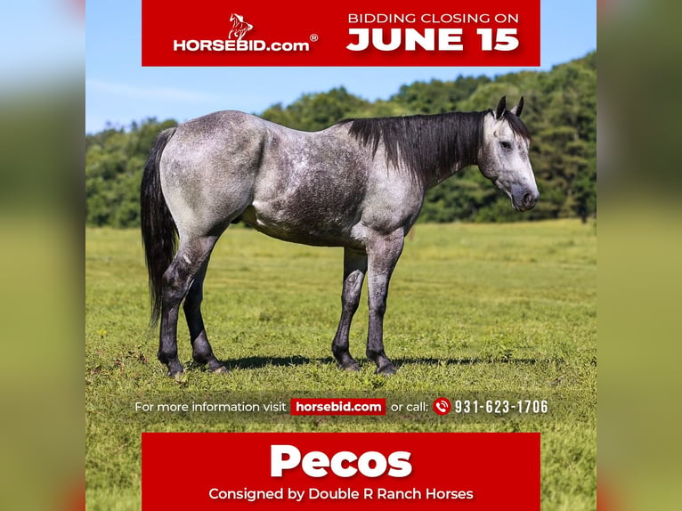 Quarter horse américain Hongre 4 Ans Gris in Lyles