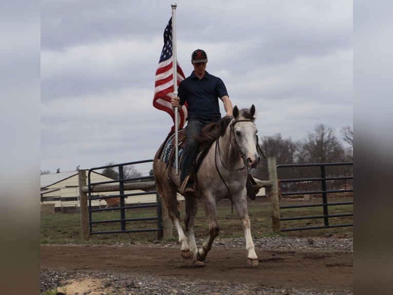 Quarter horse américain Hongre 4 Ans Gris in Howell