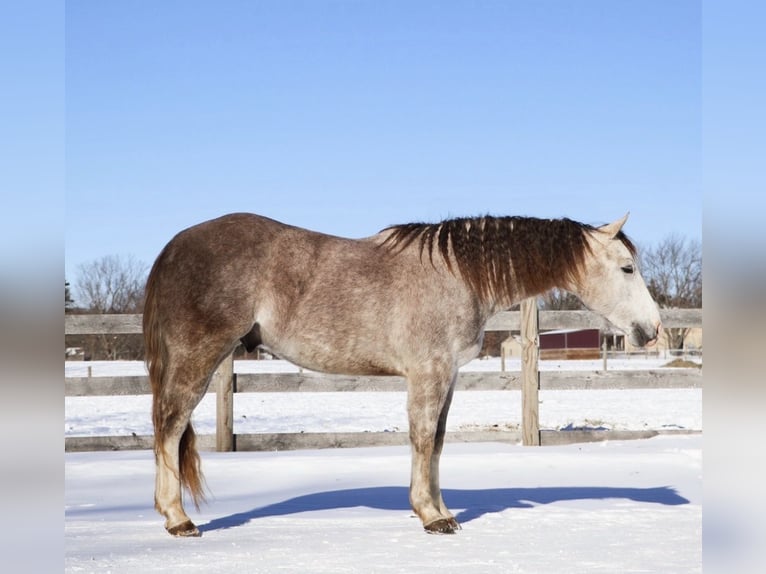 Quarter horse américain Hongre 4 Ans Gris in Howell