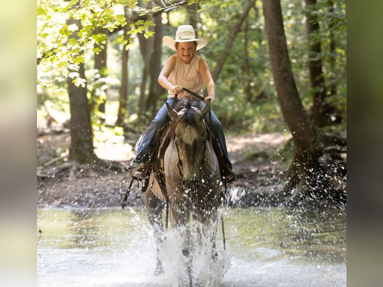 Quarter horse américain Hongre 4 Ans Gris in Henderson