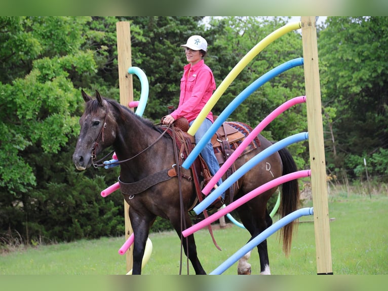Quarter horse américain Hongre 4 Ans Gris in Ripley