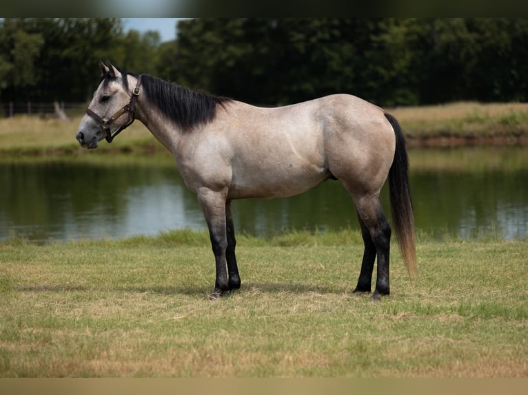 Quarter horse américain Hongre 4 Ans Gris in Stephenville