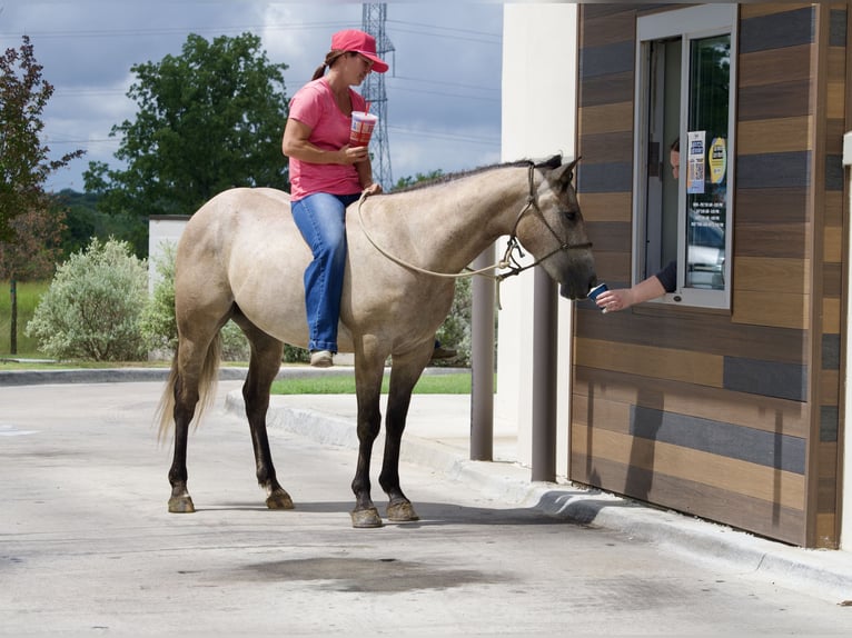 Quarter horse américain Hongre 4 Ans Gris in Stephenville