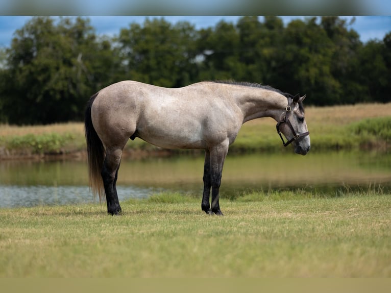 Quarter horse américain Hongre 4 Ans Gris in Stephenville