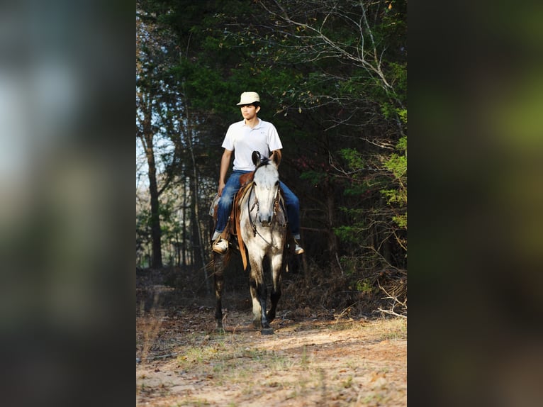 Quarter horse américain Hongre 4 Ans Gris in Sulphur Springs