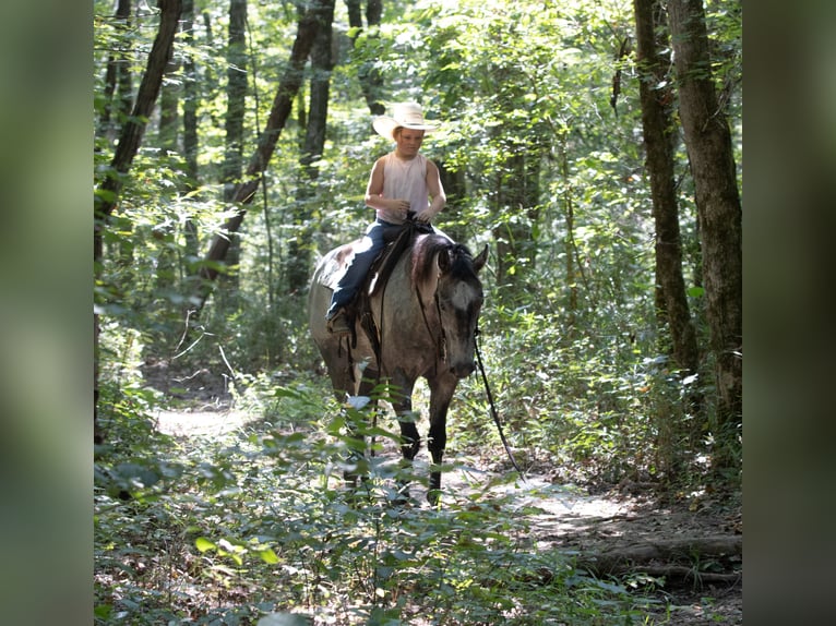Quarter horse américain Hongre 4 Ans Gris in Henderson