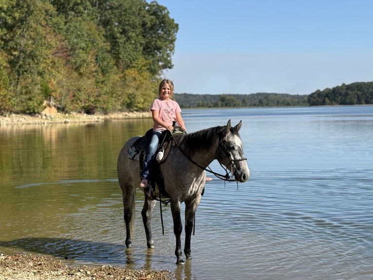 Quarter horse américain Hongre 4 Ans Gris in Henderson
