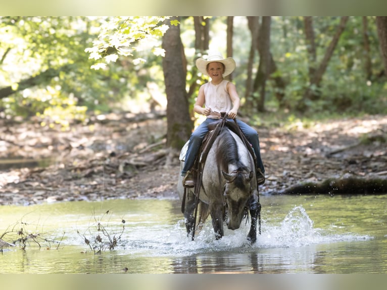 Quarter horse américain Hongre 4 Ans Gris in Henderson