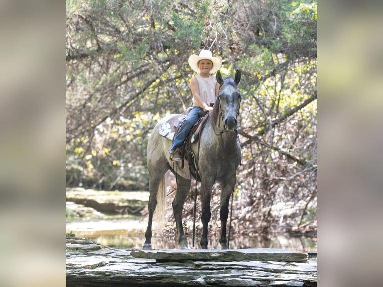 Quarter horse américain Hongre 4 Ans Gris in Henderson