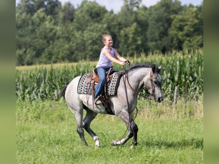 Quarter horse américain Hongre 4 Ans Gris in Henderson