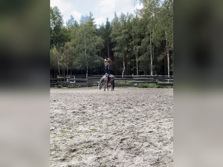 Quarter horse américain Hongre 4 Ans Gris in Plzen