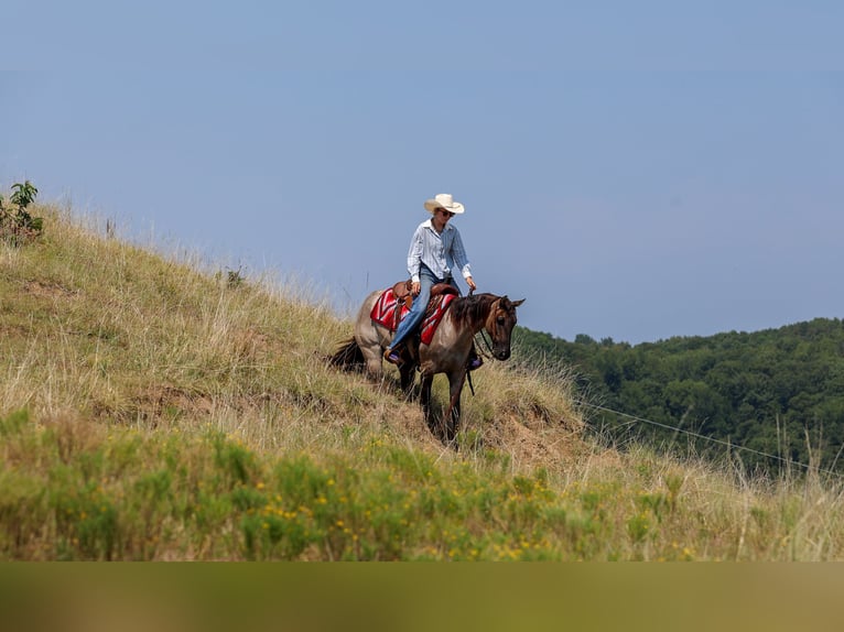 Quarter horse américain Hongre 4 Ans Grullo in Quitman