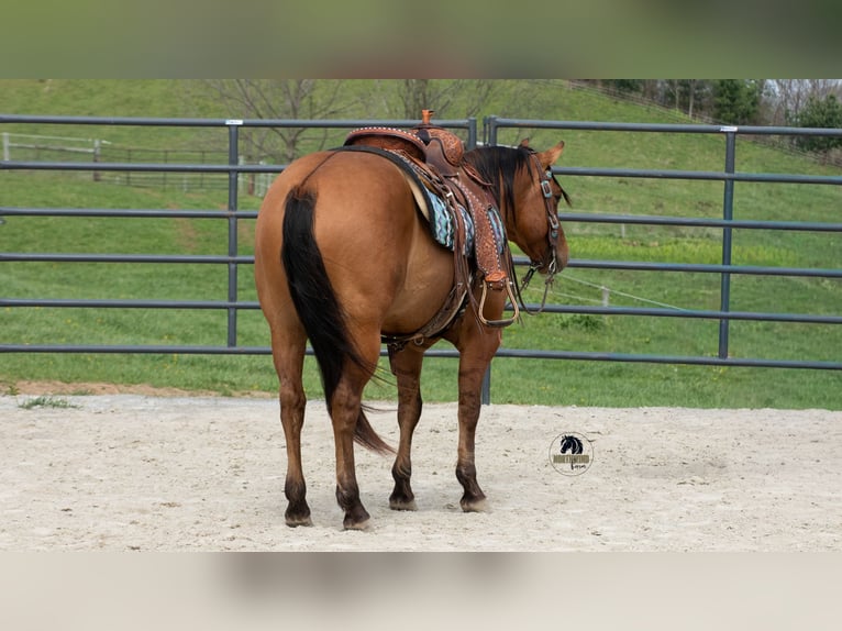 Quarter horse américain Hongre 4 Ans Isabelle in Fredericksburg, OH