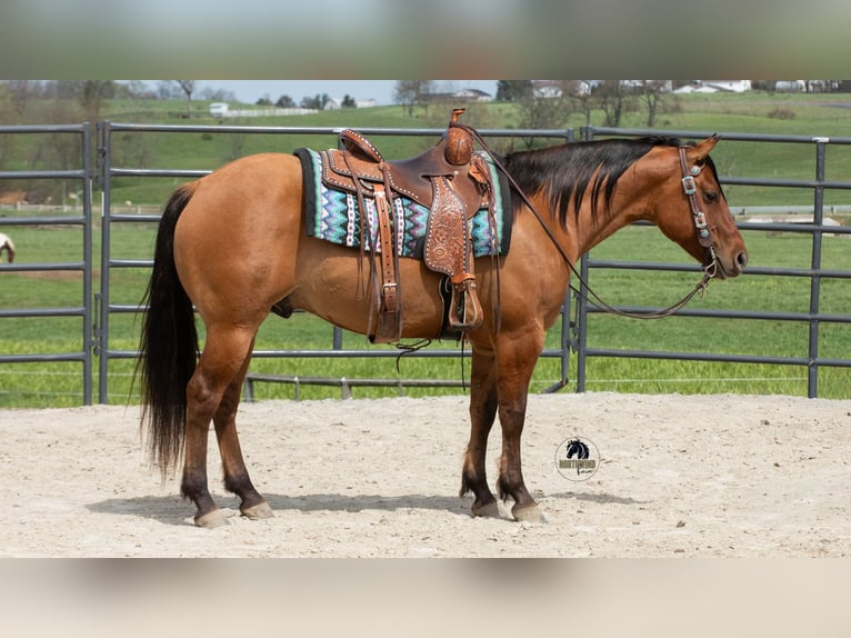 Quarter horse américain Hongre 4 Ans Isabelle in Fredericksburg, OH
