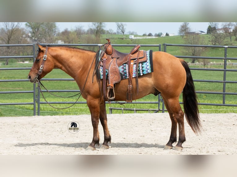 Quarter horse américain Hongre 4 Ans Isabelle in Fredericksburg, OH