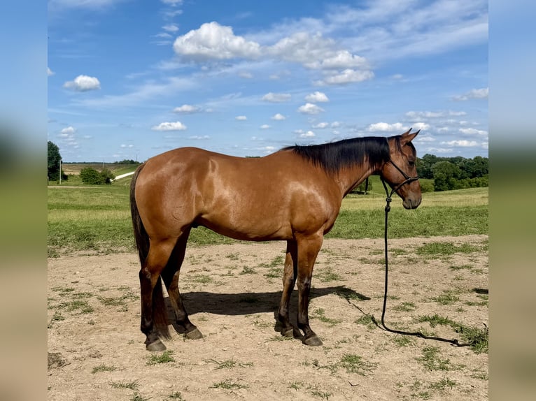 Quarter horse américain Hongre 4 Ans Isabelle in Shelbina