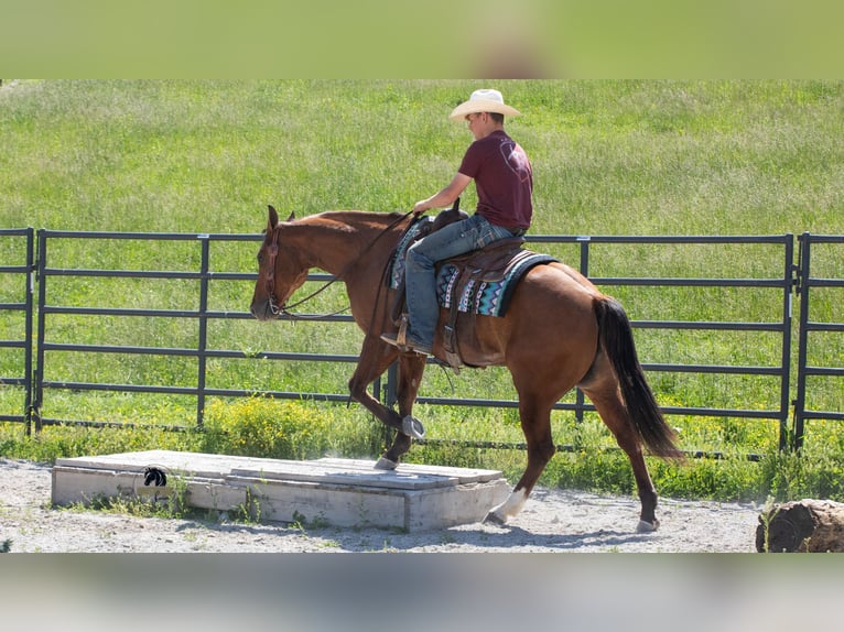 Quarter horse américain Hongre 4 Ans Isabelle in Fredericksburg