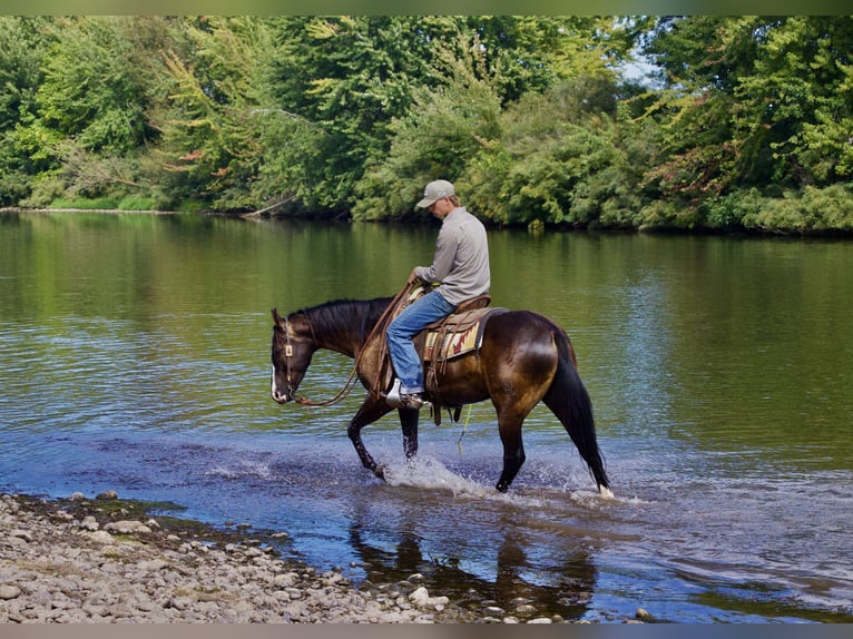 Quarter horse américain Hongre 4 Ans Noir in New Plymouth