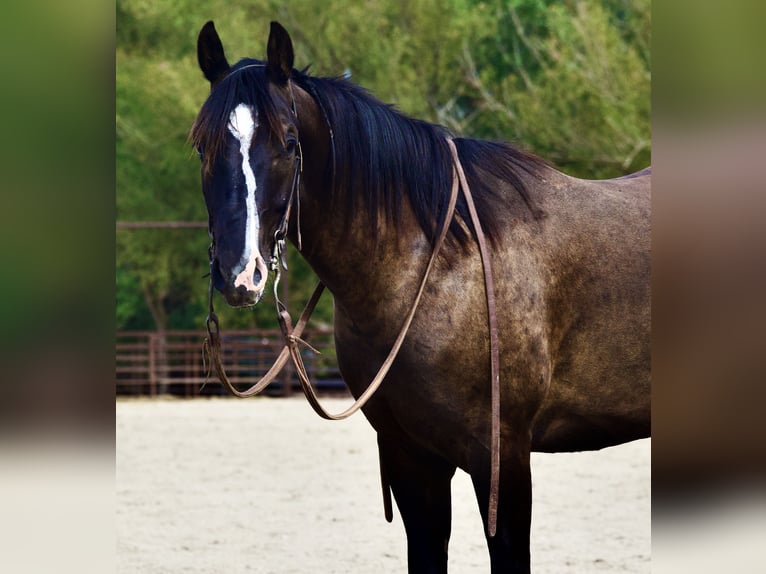 Quarter horse américain Hongre 4 Ans Noir in New Plymouth