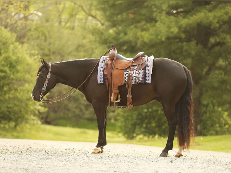 Quarter horse américain Hongre 4 Ans Noir in Millersburg