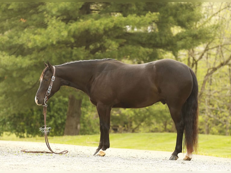 Quarter horse américain Hongre 4 Ans Noir in Millersburg