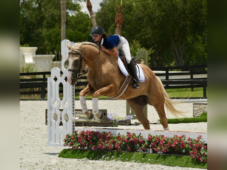 Quarter horse américain Hongre 4 Ans Palomino in Ocala