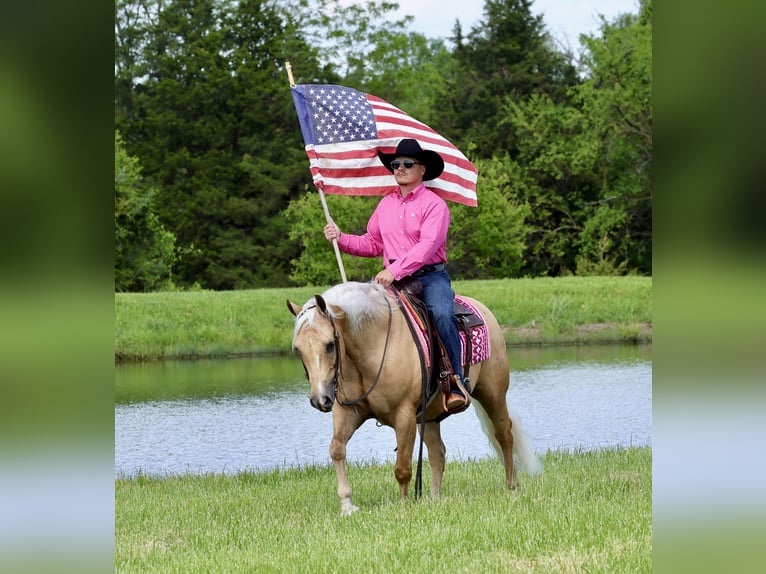 Quarter horse américain Hongre 4 Ans Palomino in Buffalo