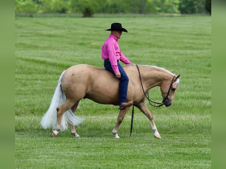 Quarter horse américain Hongre 4 Ans Palomino in Buffalo