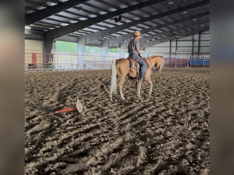 Quarter horse américain Hongre 4 Ans Palomino in Ponder