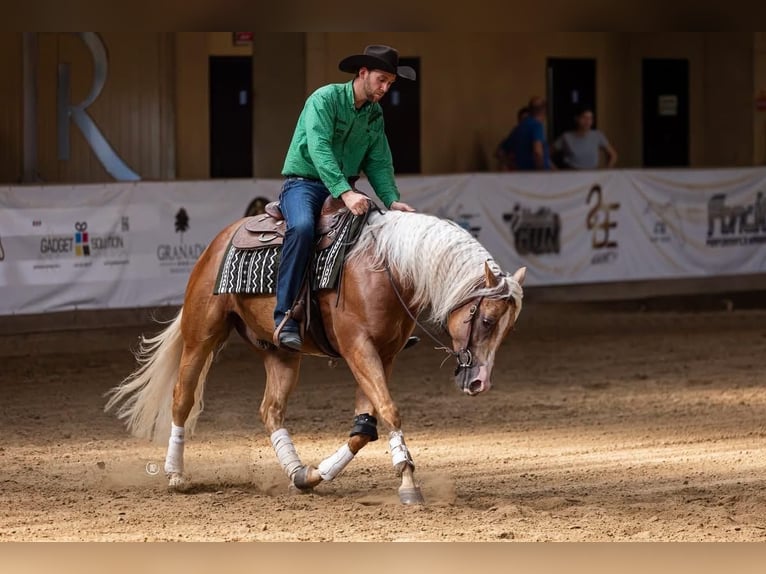 Quarter horse américain Hongre 4 Ans Palomino in Jistebník