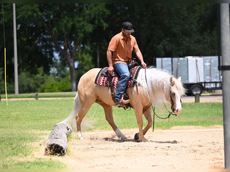 Quarter horse américain Hongre 4 Ans Palomino in Waco