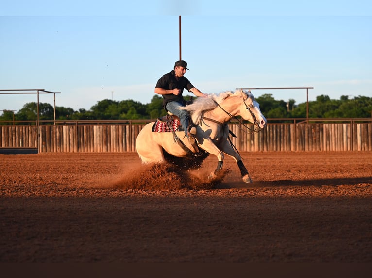 Quarter horse américain Hongre 4 Ans Palomino in Waco