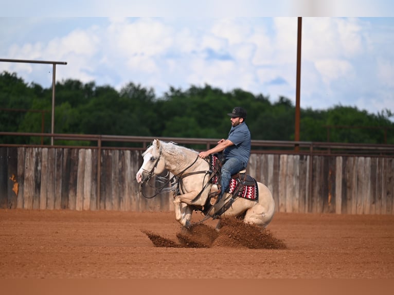 Quarter horse américain Hongre 4 Ans Palomino in Waco