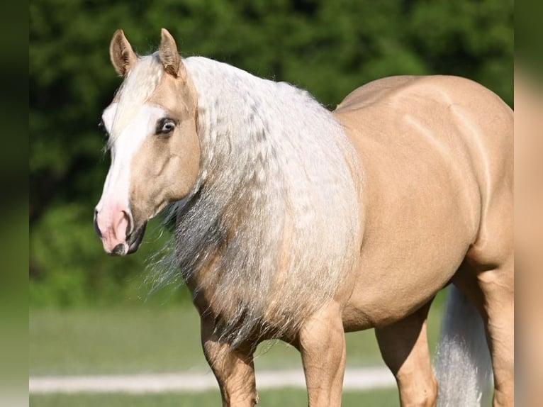 Quarter horse américain Hongre 4 Ans Palomino in Waco
