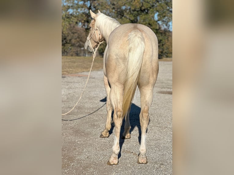 Quarter horse américain Hongre 4 Ans Palomino in Jacksboro TX