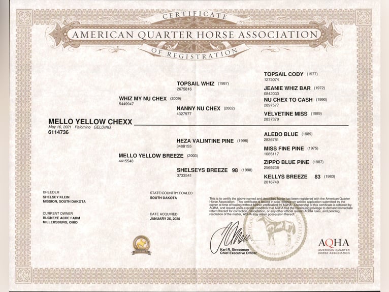 Quarter horse américain Hongre 4 Ans Palomino in Millersburg