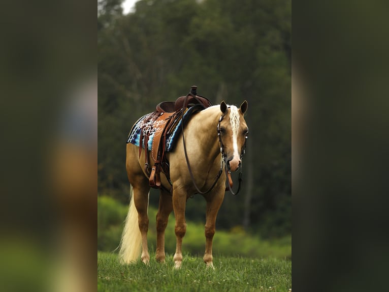Quarter horse américain Hongre 4 Ans Palomino in Millersburg