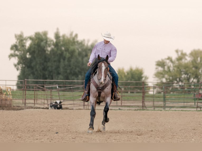 Quarter horse américain Hongre 4 Ans Roan-Bay in Decorah
