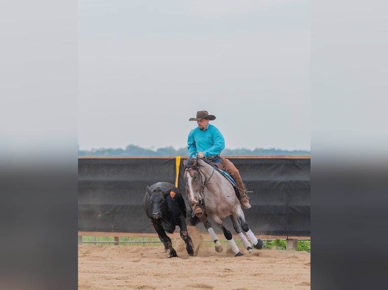 Quarter horse américain Hongre 4 Ans Roan-Bay in Decorah