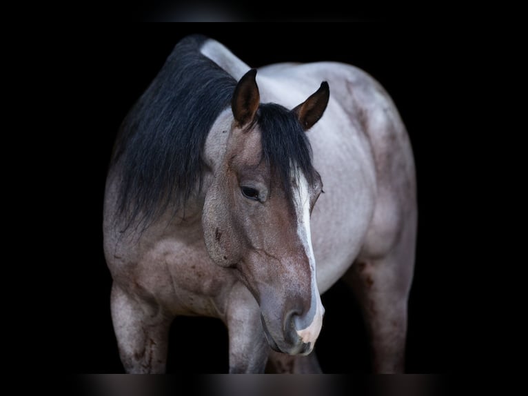 Quarter horse américain Hongre 4 Ans Roan-Bay in Decorah