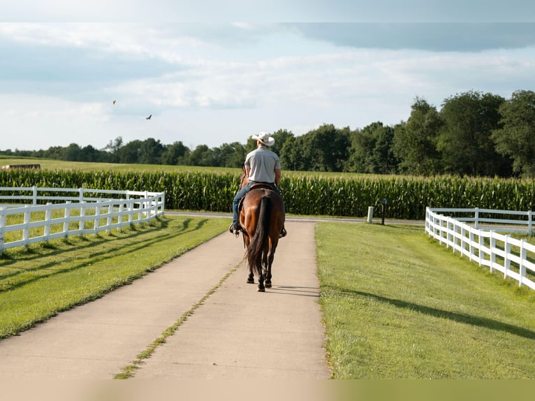 Quarter horse américain Hongre 4 Ans Roan-Bay in Orrville