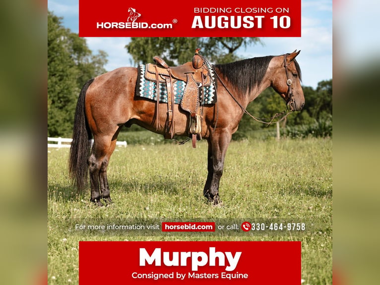 Quarter horse américain Hongre 4 Ans Roan-Bay in Orrville