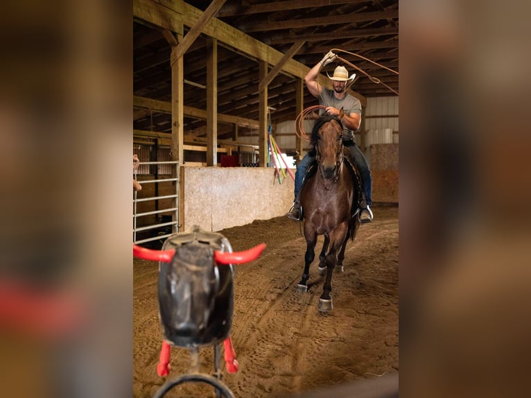 Quarter horse américain Hongre 4 Ans Roan-Bay in Orrville