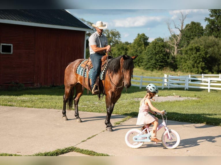 Quarter horse américain Hongre 4 Ans Roan-Bay in Orrville